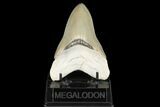Serrated, Fossil Megalodon Tooth - Aurora, North Carolina #178101-2